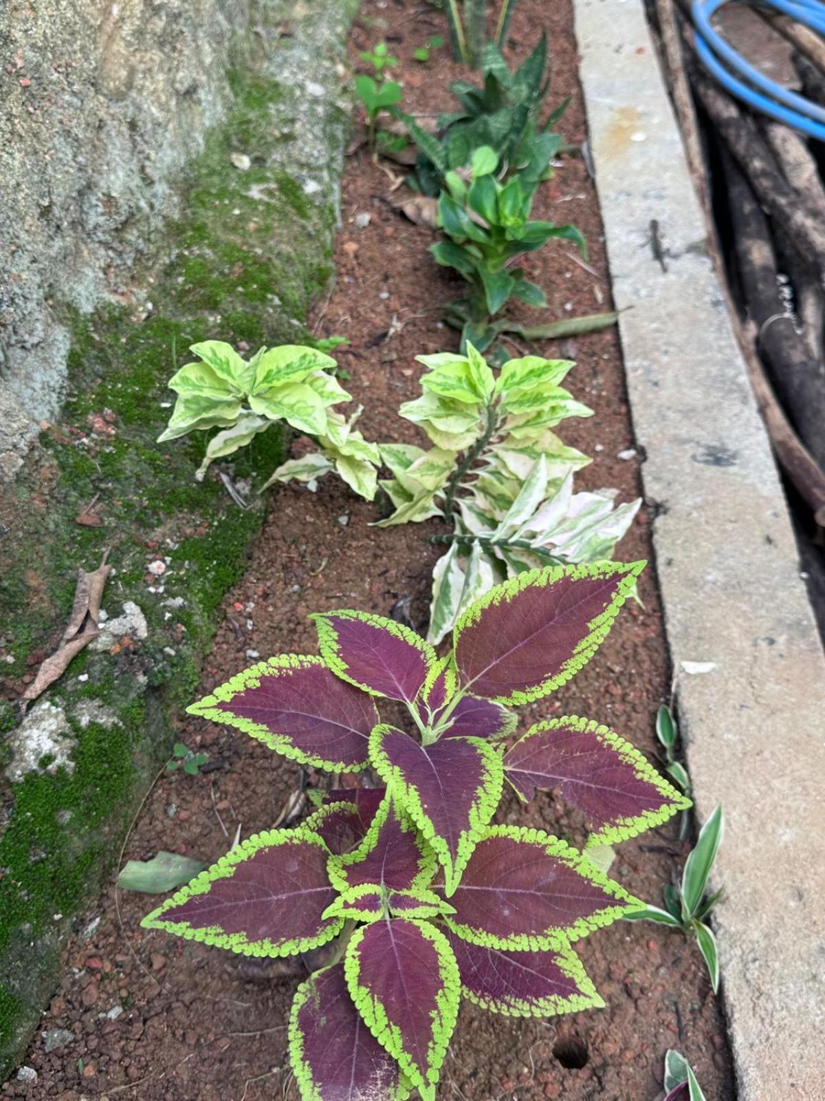 מיריסה Green Nature מראה חיצוני תמונה